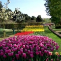 Парк цветов Keukenhof Holland