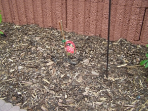 100_1471.JPG