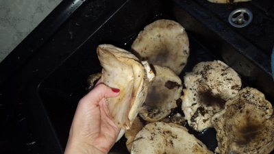 IMG-20161103-WA0016.jpeg