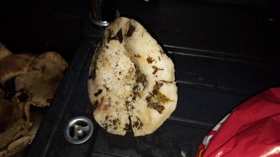 IMG-20161103-WA0011.jpeg